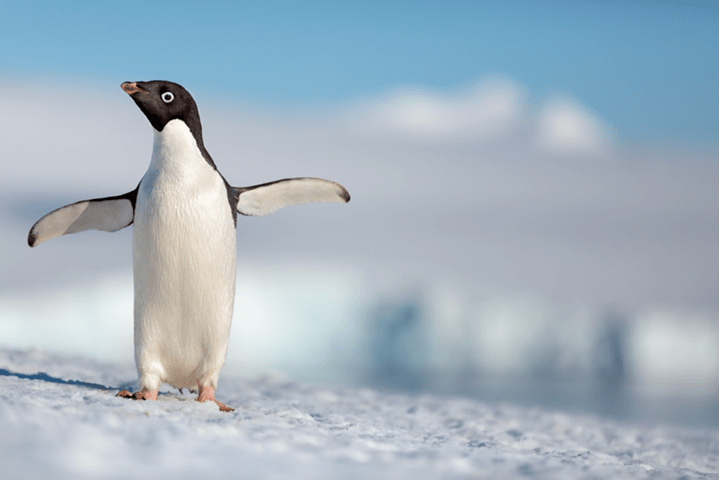 Disneynature Penguins - Mixed Up Clothing