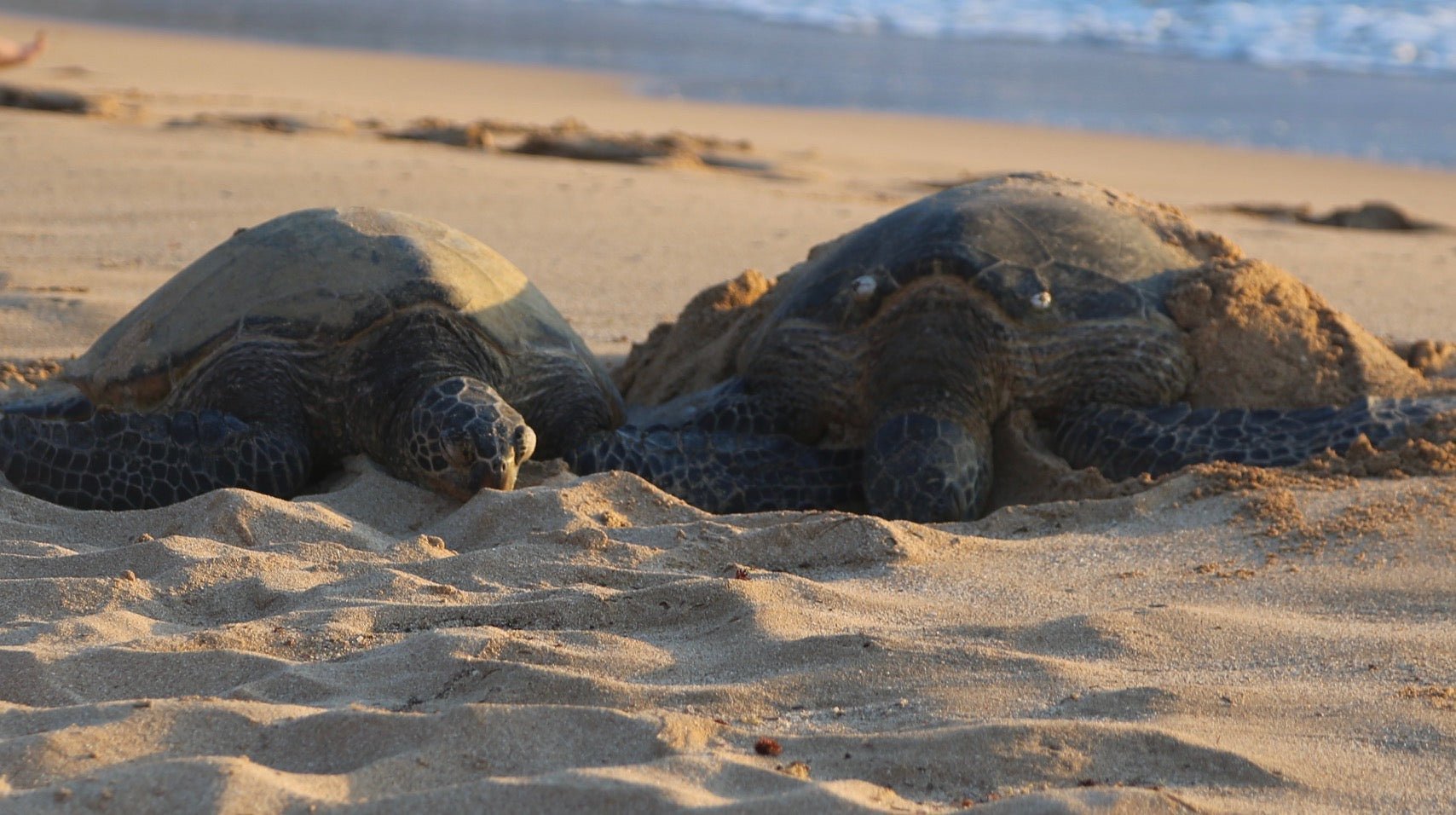 Turtle Odyssey - Mixed Up Clothing