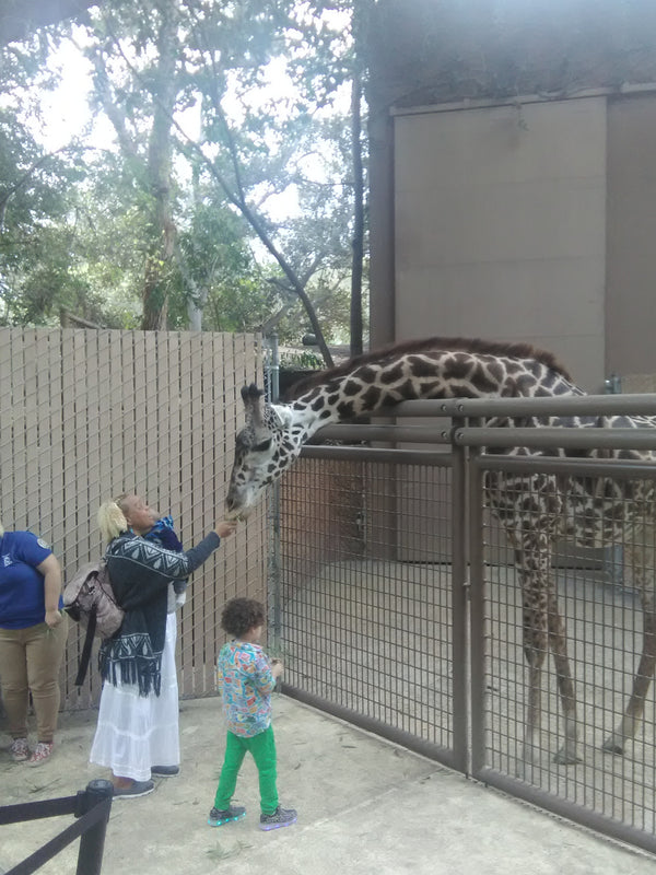LA Zoo: Giraffe feeding at ZooLAbration